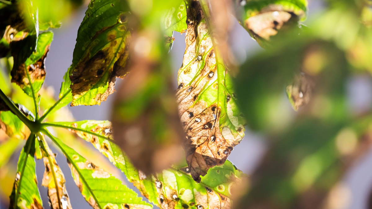 Noch ist der Herbst fern - und doch werfen viele Kastanien schon braune Blätter ab. Schuld ist eine kleine Larve. - Foto: Christoph Soeder/dpa