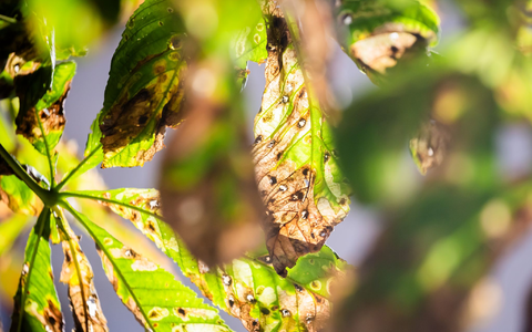 Noch ist der Herbst fern - und doch werfen viele Kastanien schon braune Blätter ab. Schuld ist eine kleine Larve. - Foto: Christoph Soeder/dpa
