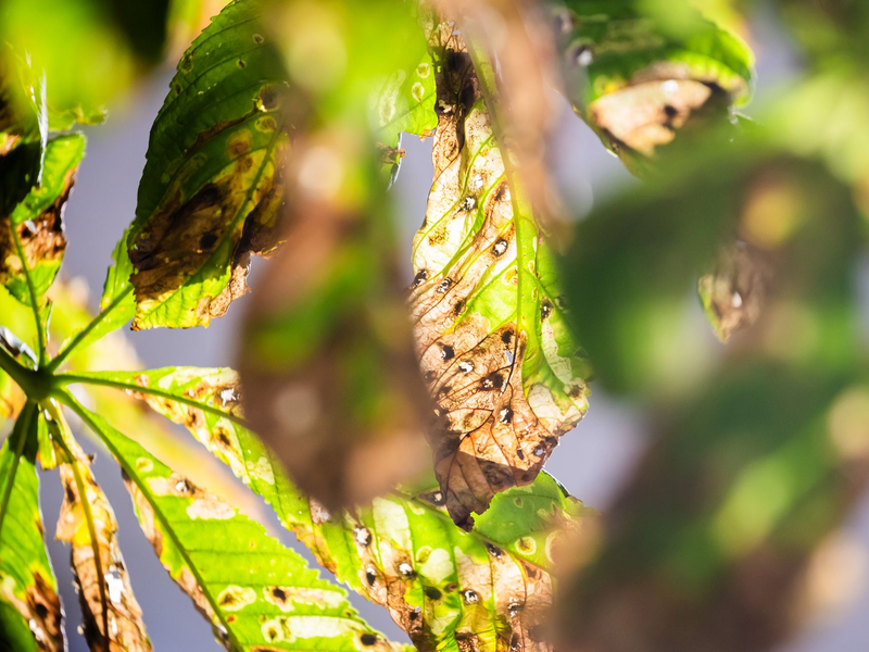 Noch ist der Herbst fern - und doch werfen viele Kastanien schon braune Blätter ab. Schuld ist eine kleine Larve. - Foto: Christoph Soeder/dpa