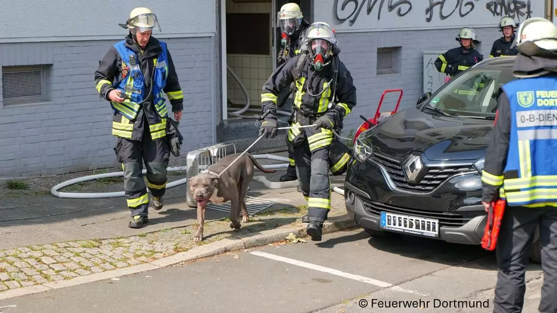 FW-DO: Hund aus Brandwohnung gerettet - Bild: presseportal.de