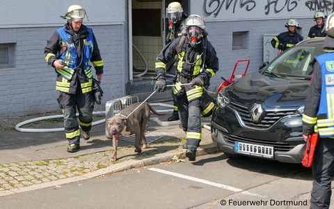 FW-DO: Hund aus Brandwohnung gerettet - Foto: presseportal.de