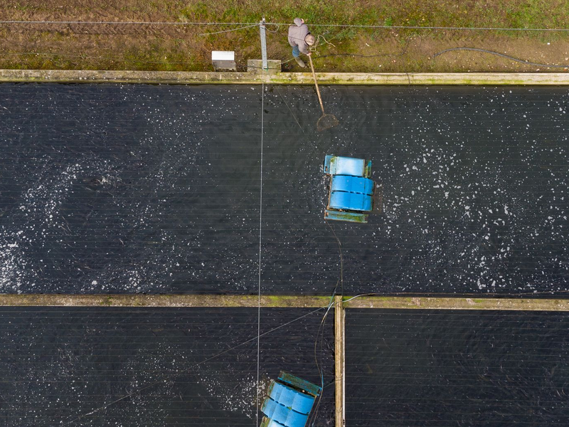 Ein Mitarbeiter kontrolliert ein Aufzuchtbecken in Niedersachsen. - Foto: Philipp Schulze/dpa