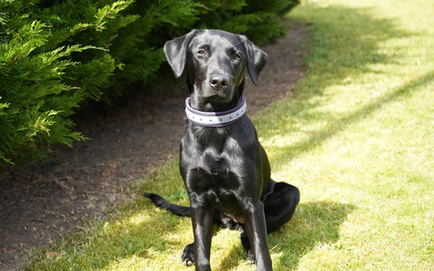POL-KI: 240827.1 Kiel: Update zur Brandmittelspürhündin Naira - Foto: presseportal.de