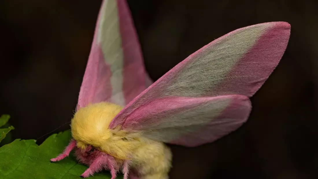 Hübsch sieht der Falter Dryocampa rubicunda mit seinen zarten Farben und der wilden Löwenmähne aus. - Bild: Jeremy Squire/Florida Museum of Natural History/dpa