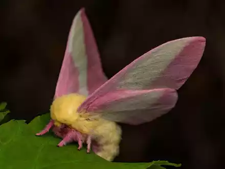 Hübsch sieht der Falter Dryocampa rubicunda mit seinen zarten Farben und der wilden Löwenmähne aus. - Foto: Jeremy Squire/Florida Museum of Natural History/dpa