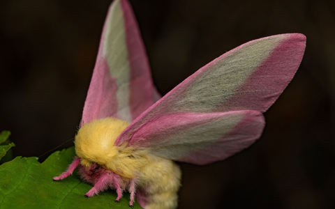 Hübsch sieht der Falter Dryocampa rubicunda mit seinen zarten Farben und der wilden Löwenmähne aus. - Foto: Jeremy Squire/Florida Museum of Natural History/dpa