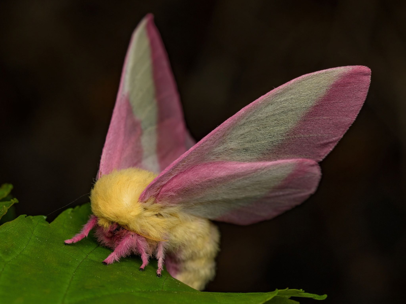 Hübsch sieht der Falter Dryocampa rubicunda mit seinen zarten Farben und der wilden Löwenmähne aus. - Foto: Jeremy Squire/Florida Museum of Natural History/dpa