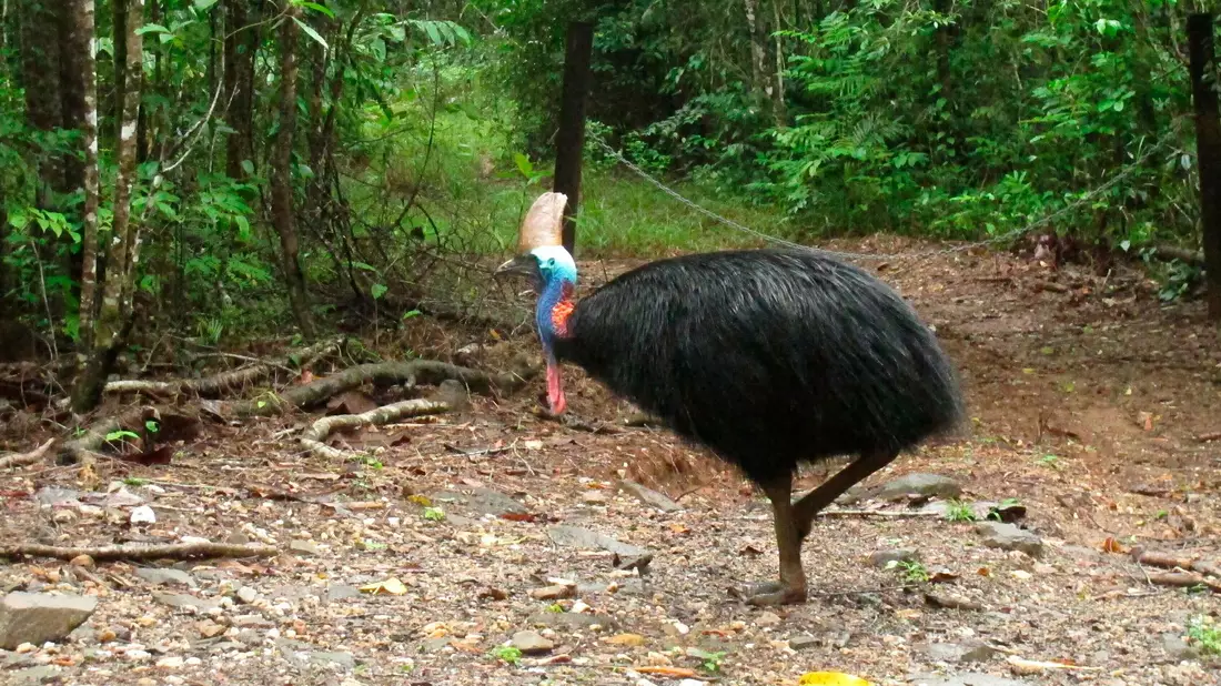 Helmkasuare sind die drittgrößten Vögel der Welt. (Archivbild) - Bild: Wilson Ring/AP/dpa