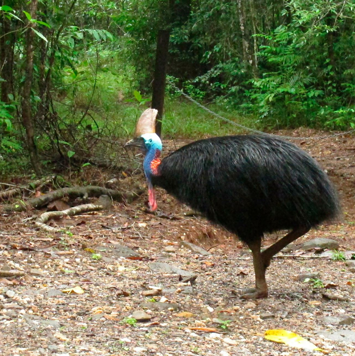 Helmkasuare sind die drittgrößten Vögel der Welt. (Archivbild) - Foto: Wilson Ring/AP/dpa