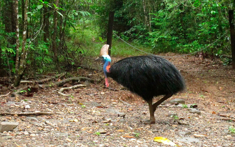 Helmkasuare sind die drittgrößten Vögel der Welt. (Archivbild) - Foto: Wilson Ring/AP/dpa