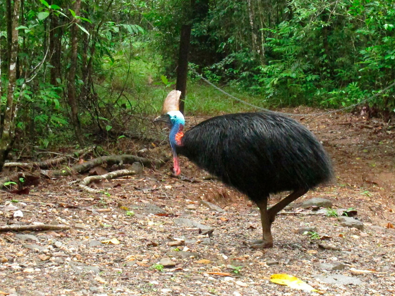 Helmkasuare sind die drittgrößten Vögel der Welt. (Archivbild) - Foto: Wilson Ring/AP/dpa