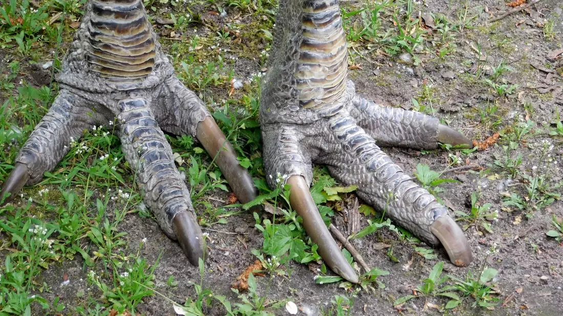 Die Krallen von Kasuaren sind scharf wie ein Dolch. (Archivbild) - Bild: picture alliance / Lilith Schardt/dpa