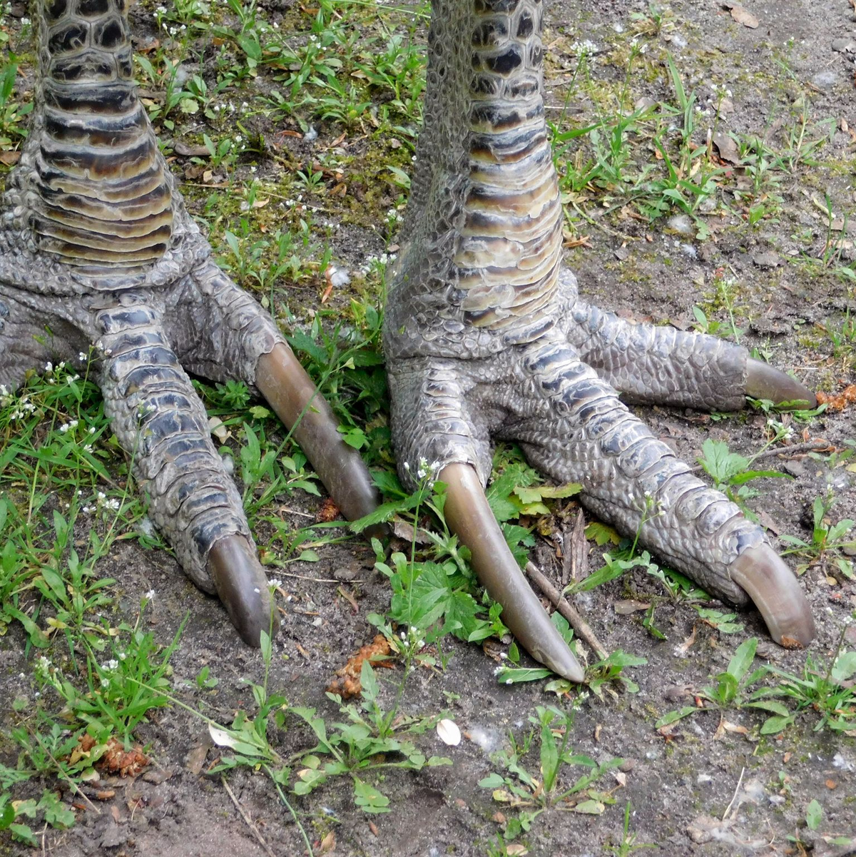 Die Krallen von Kasuaren sind scharf wie ein Dolch. (Archivbild) - Foto: picture alliance / Lilith Schardt/dpa