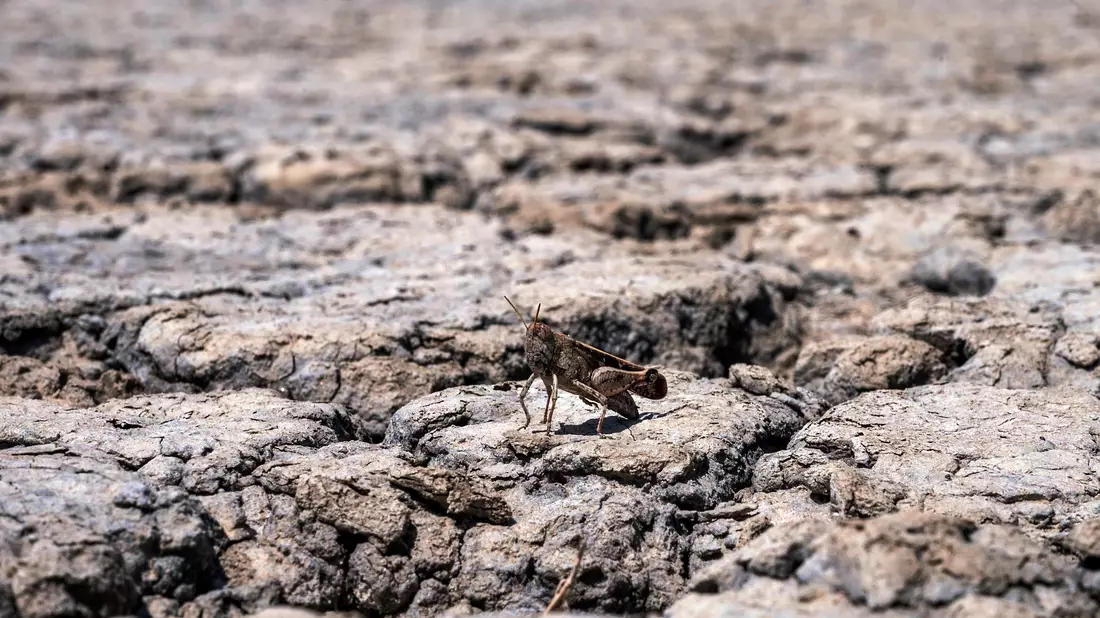 Sogenannter Wasserstress ist eine wachsende Sorge in Europa. - Bild: Giannis Papanikos/AP/dpa