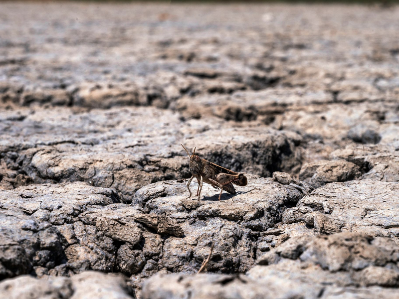 Sogenannter Wasserstress ist eine wachsende Sorge in Europa. - Foto: Giannis Papanikos/AP/dpa