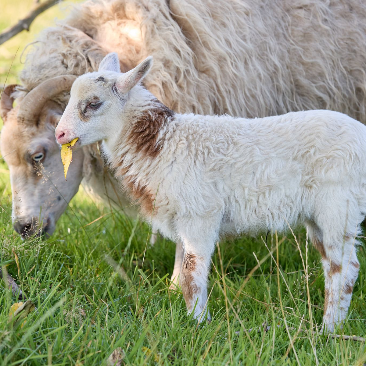 Rund zwei Wochen ist der kleine Schiegenbock nun alt. - Foto: Georg Wendt/dpa