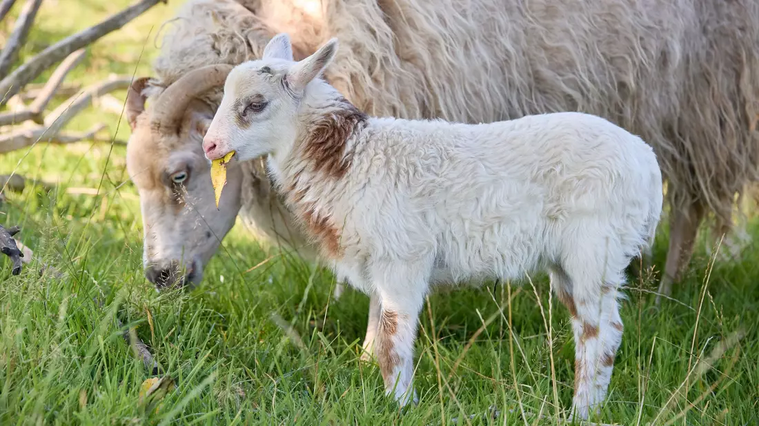 Rund zwei Wochen ist der kleine Schiegenbock nun alt. - Bild: Georg Wendt/dpa