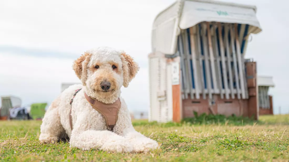 Designerhunde wie der Labradoodle erfreuen sich auch in Deutschland wachsender Beliebtheit. (Archivbild) - Bild: Mohssen Assanimoghaddam/dpa