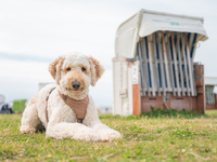 Designerhunde wie der Labradoodle erfreuen sich auch in Deutschland wachsender Beliebtheit. (Archivbild) - Foto: Mohssen Assanimoghaddam/dpa