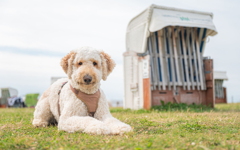 Designerhunde wie der Labradoodle erfreuen sich auch in Deutschland wachsender Beliebtheit. (Archivbild) - Foto: Mohssen Assanimoghaddam/dpa Designerhunde wie der Labradoodle erfreuen sich auch in Deutschland wachsender Beliebtheit. (Archivbild) - Foto: Mohssen Assanimoghaddam/dpa