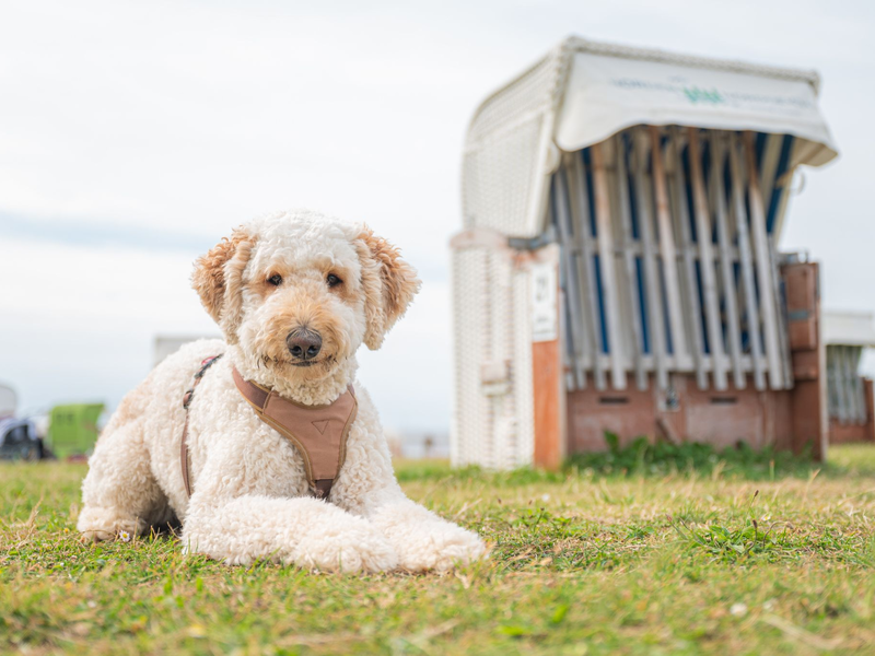 Designerhunde wie der Labradoodle erfreuen sich auch in Deutschland wachsender Beliebtheit. (Archivbild) - Foto: Mohssen Assanimoghaddam/dpa
