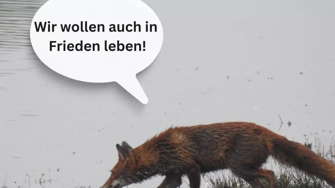 Katrin Eder für nicht tierschutzkonforme Baujagd / Tierschutz Spielball politischer Interessen in Rheinland-Pfalz - Bild: presseportal.de