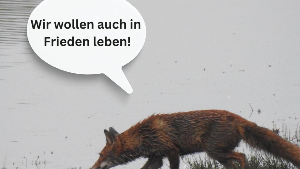 Katrin Eder für nicht tierschutzkonforme Baujagd / Tierschutz Spielball politischer Interessen in Rheinland-Pfalz - Foto: presseportal.de