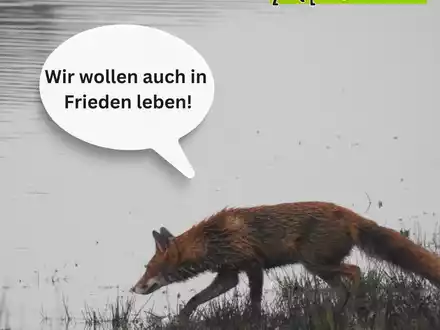 Katrin Eder für nicht tierschutzkonforme Baujagd / Tierschutz Spielball politischer Interessen in Rheinland-Pfalz - Foto: presseportal.de