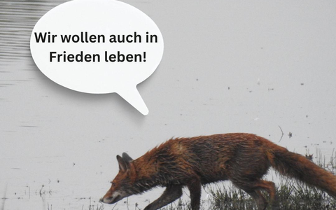 Katrin Eder für nicht tierschutzkonforme Baujagd / Tierschutz Spielball politischer Interessen in Rheinland-Pfalz - Foto: presseportal.de