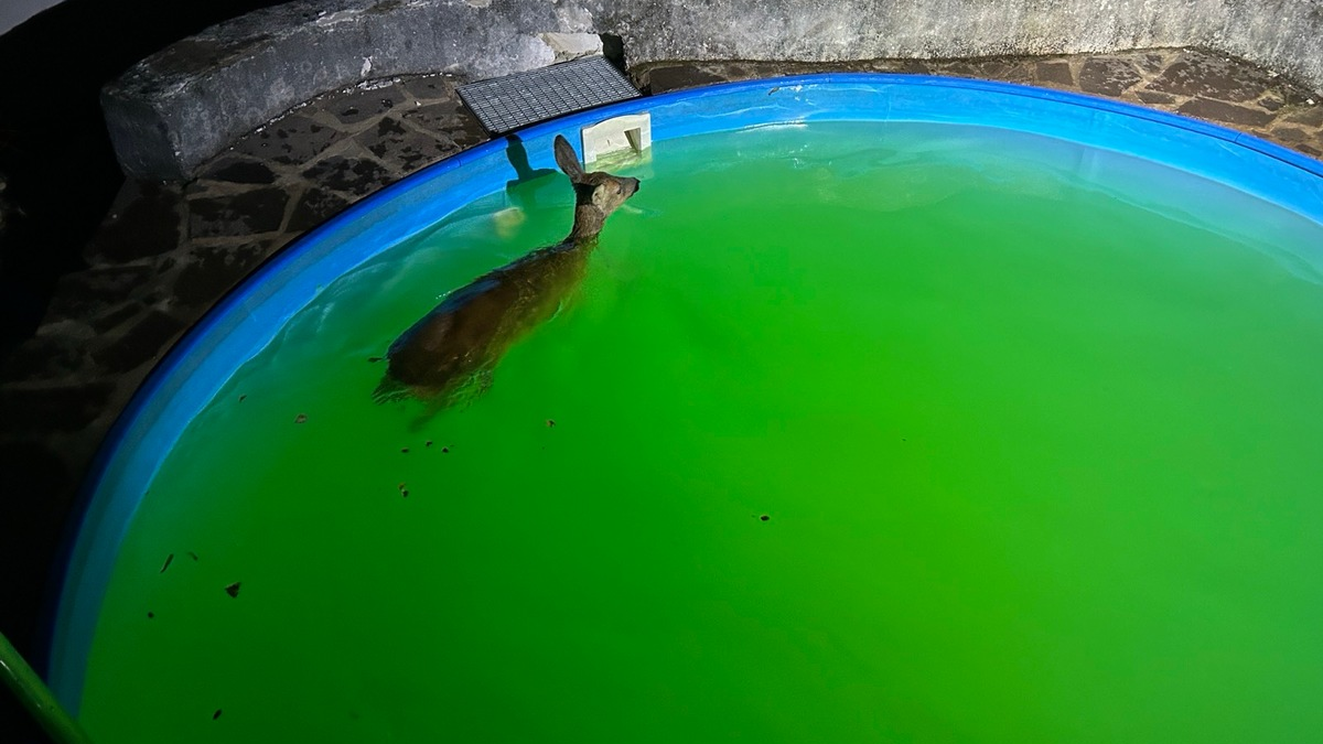 POL-PDTR: Ungewöhnliche nächtliche Rettungsaktion -