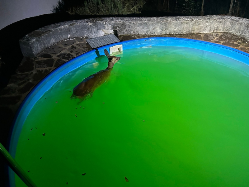 POL-PDTR: Ungewöhnliche nächtliche Rettungsaktion -Widerstand konnte nur unter großer Kraftanstrengung gebrochen werden - Foto: presseportal.de