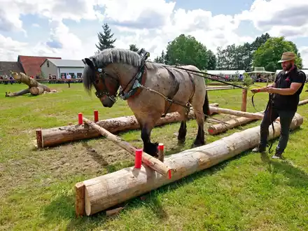 Mensch und Tier müssen beim Holzrücken ein gutes Team sein. Für die diesjährigen Deutschen Meisterschaften haben sich 36 Gespanne qualifizert. Sie finden im Südharz statt. - Foto: Matthias Bein/dpa
