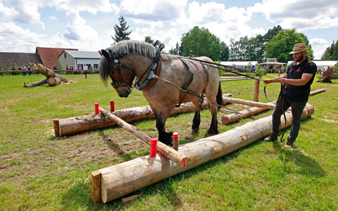 Mensch und Tier müssen beim Holzrücken ein gutes Team sein. Für die diesjährigen Deutschen Meisterschaften haben sich 36 Gespanne qualifizert. Sie finden im Südharz statt. - Foto: Matthias Bein/dpa Mensch und Tier müssen beim Holzrücken ein gutes Team sein. Für die diesjährigen Deutschen Meisterschaften haben sich 36 Gespanne qualifizert. Sie finden im Südharz statt. - Foto: Matthias Bein/dpa