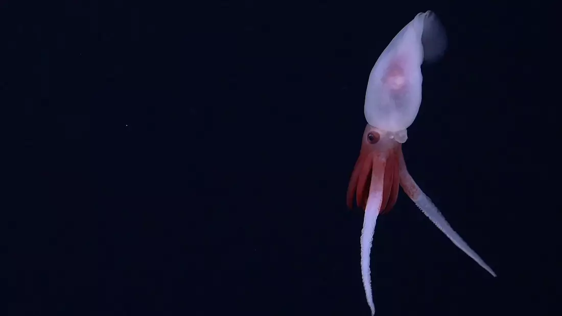 Skurrile Lebensform: Bathyphysa-Staatsquallen werden auch fliegende Spaghettimonster genannt. - Bild: Schmidt Ocean Institute/dpa