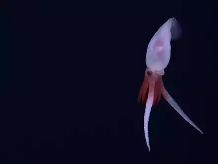 Skurrile Lebensform: Bathyphysa-Staatsquallen werden auch fliegende Spaghettimonster genannt. - Foto: Schmidt Ocean Institute/dpa