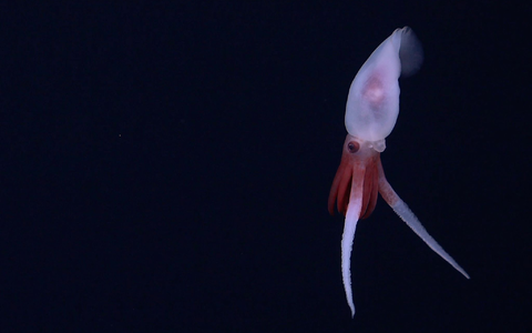 Skurrile Lebensform: Bathyphysa-Staatsquallen werden auch fliegende Spaghettimonster genannt. - Foto: Schmidt Ocean Institute/dpa