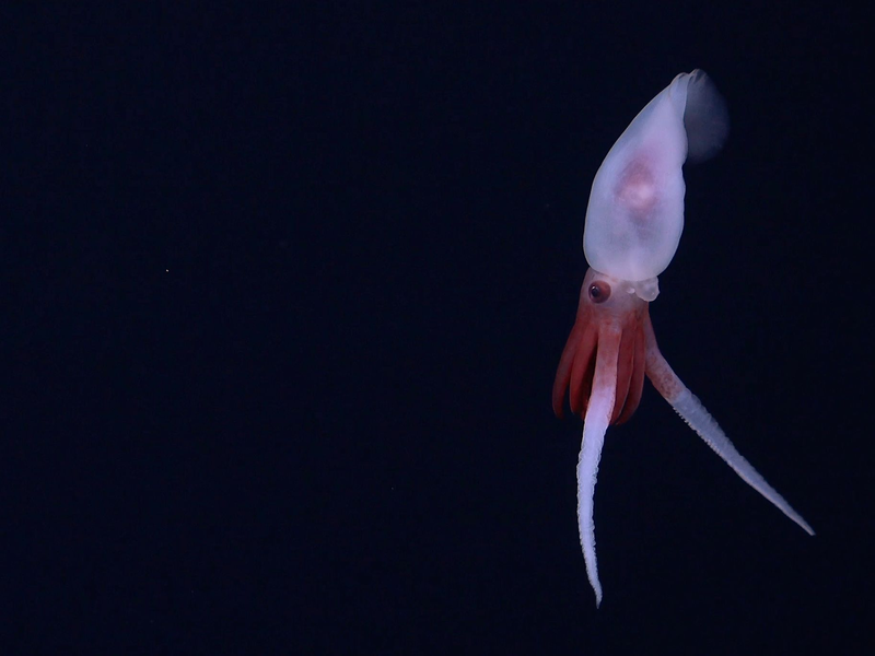 Skurrile Lebensform: Bathyphysa-Staatsquallen werden auch fliegende Spaghettimonster genannt. - Foto: Schmidt Ocean Institute/dpa