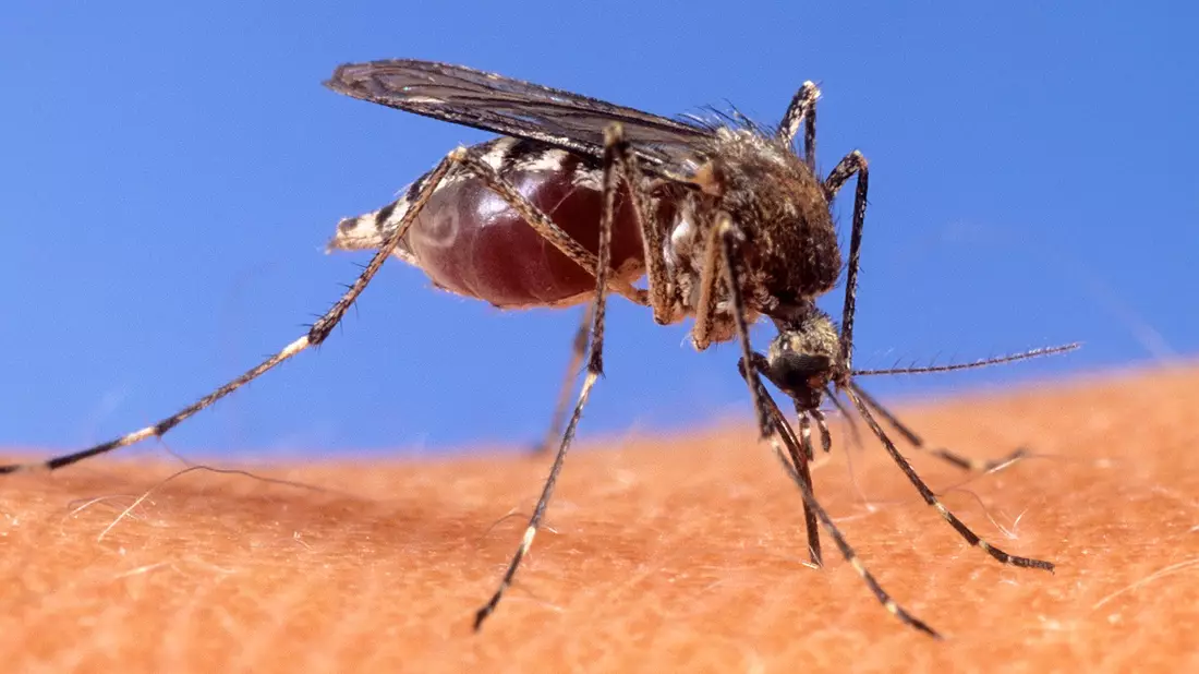 Mit dem West-Nil-Virus übertragen einheimische Mücken seit einigen Jahren einen potenziell tödlichen Erreger. (Archivbild) - Bild: Uncredited/USDA Agricultural Research Service via AP/dpa