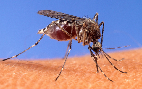 Mit dem West-Nil-Virus übertragen einheimische Mücken seit einigen Jahren einen potenziell tödlichen Erreger. (Archivbild) - Foto: Uncredited/USDA Agricultural Research Service via AP/dpa