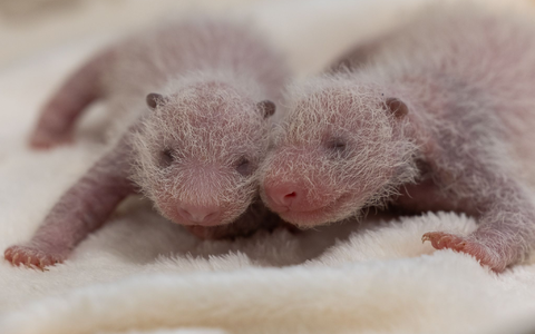 Die Jungtiere sind im Wechsel bei Mutter Meng Meng. - Foto: -/Zoo Berlin/dpa