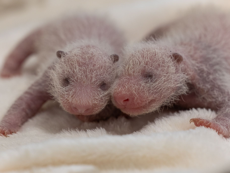 Die Jungtiere sind im Wechsel bei Mutter Meng Meng. - Foto: -/Zoo Berlin/dpa