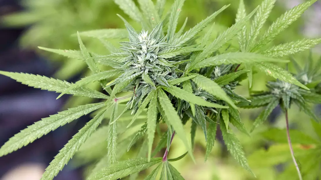 Genehmigte Vereine können Cannabis in größerem Stil anbauen. (Archivbild) - Bild: Georg Wendt/dpa