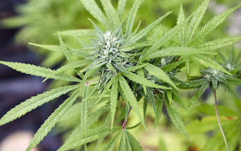 Genehmigte Vereine können Cannabis in größerem Stil anbauen. (Archivbild) - Foto: Georg Wendt/dpa