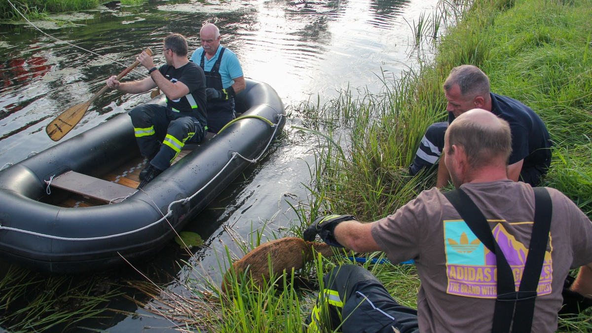FW Lüchow-Dannenberg: +++Reh fällt in Kanal+++aufmerksamer Bürger alarmiert die Feuerwehr+++Reh mit Schlauchboot gerettet+++ - Foto: presseportal.de