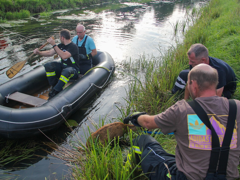 FW Lüchow-Dannenberg: +++Reh fällt in Kanal+++aufmerksamer Bürger alarmiert die Feuerwehr+++Reh mit Schlauchboot gerettet+++ - Foto: presseportal.de