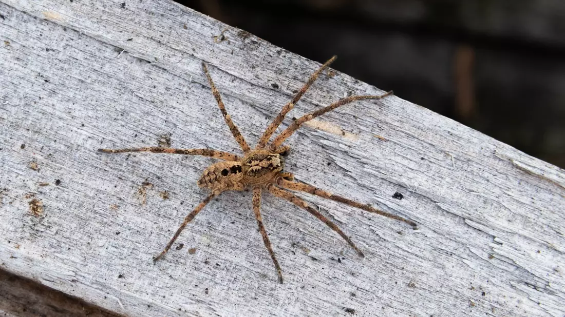 Die Nosferatu-Spinne ist inzwischen in fast ganz Deutschland verbreitet. (Archivbild) - Bild: Robert Pfeifle/ NABU /dpa