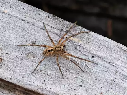 Die Nosferatu-Spinne ist inzwischen in fast ganz Deutschland verbreitet. (Archivbild) - Foto: Robert Pfeifle/ NABU /dpa