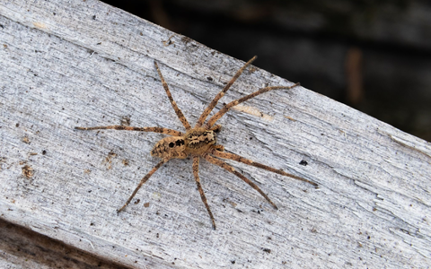 Die Nosferatu-Spinne ist inzwischen in fast ganz Deutschland verbreitet. (Archivbild) - Foto: Robert Pfeifle/ NABU /dpa