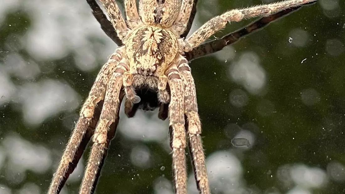 Die Nosferatu-Spinne beist in Ausnahmefällen. (Archivbild) - Bild: Thomas Lutz/dpa