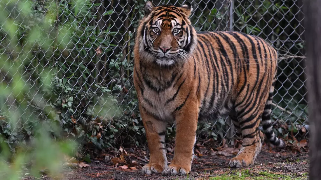 In dem Freizeitpark leben Sumatra-Tiger und Bengalische Tiger. (Symbolbild) - Bild: Arne Dedert/dpa